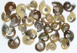 Lot: KG Madagascar Polished Ammonites (-) - Pieces #79349-2